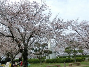 水辺公園桜④