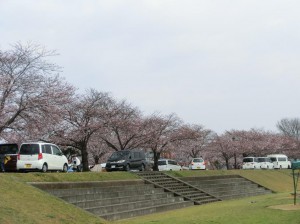 水辺公園桜⑤